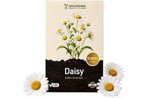 Grounding – Prästkragefrön, 10 000+ frön, höjd 15 cm – Perfekt för gräsmatta, kantplanteringar, rabatter och krukor – enkel s