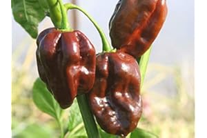 PREMIER SEEDS DIRECT - HOT Chilli Pepper - Habanero Chocolate - 60 Seeds