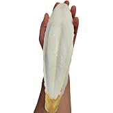 PureCanpati XL Kalamar Kemiği(İri Boy 15-20 cm aralığında)