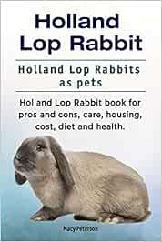 Is a holland lop bunny a good pet