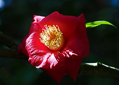 SAFLAX – Echter Teestrauch – 6 Samen – Mit Substrat – Camelia sinensis - 5