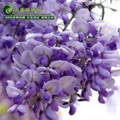 AGROBITS Wisteria Flower Bonsai in Spring and Winter Seasons Kinds of Packages Indoor Potted Plant Bonsai Easy to Live Large 2 Bonsai: 1