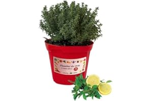 P. Piantine da Orto | Timo Limone, Pianta in Vaso Diametro 14 cm, Pianta Pronta per il Trapianto, Pianta Vera da Esterno, Vivaio Italiano