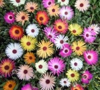 Just Seed - Flower - Mesembryanthemum Harlequin 1500 Seed