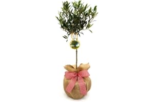 GIFTAPLANT Mini Olive Tree- Superb Plant & Flower Gift for Birthday & for All Occasions