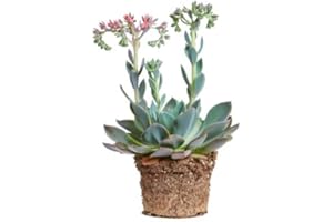Echeveria | DECOALIVE | Planta Suculenta | Interior y Exterior | Planta Natural
