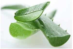 SEELANS SUPERSTORE Seelans Fresh Aloe Vera Leaves | 2 Piece | Improve Skin and Prevent Wrinkles | Aloe Vera Juice Source of Antioxidants| Fresh Leaf | Indian Origin Next Day Shipping