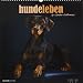 Hundeleben 2019 - Hunde - Dogs - Bildkalender (33 x 33) - Tierkalender - mit Zitaten - Wandkalender by