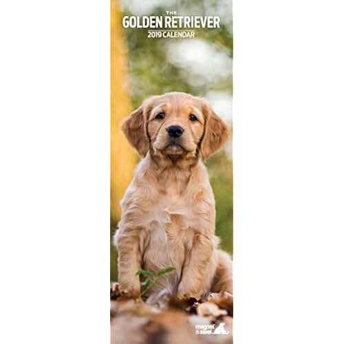 Amazon.co.uk Golden retriever Books