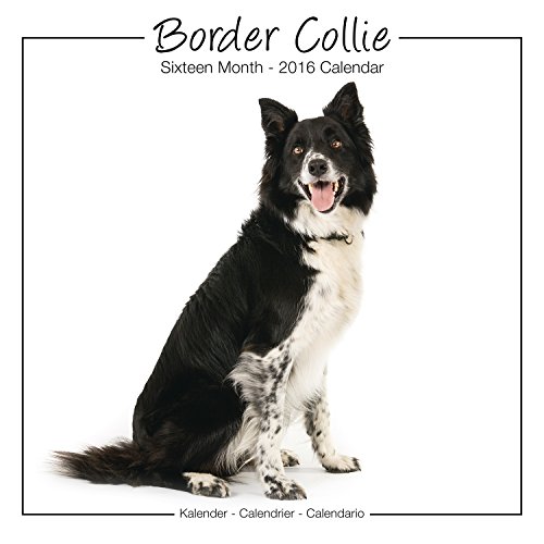 Télécharger Border Collie Studio Calendar 2016 Livre PDF Gratuit