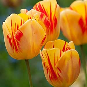 Tulpen zwiebeln，Es ist eine Art feste Blume, Elegante Haltung ist das ganze Jahr &uuml;ber sch&ouml;n, um anzuhalten und zuzusehen-3,5zwiebelns