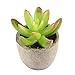 Produktbild Seasaleshop Mini Künstliche Sukkulenten Artificial Plants Kunstpflanze Bonsai Landschaft Pflanzen Ornamente Kunstblume Deko by
