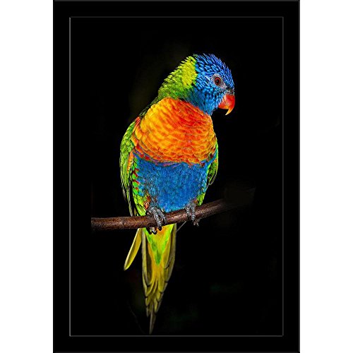 Artzfolio Rainbow Lorikeet Parrots Poster Black Frame With Glass 9.5 X 13.5Inch