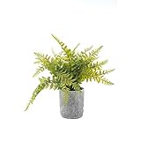 Se trata de una planta en maceta de helecho con cola de lobo verde realista, de color verde fresco, que le proporciona un buen humor de confort verde.