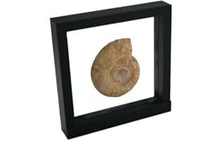 SAFE 4502 cornice 3D nera 18x18 cm | cornice trasparente fronte retro | porta monete da collezione | quadro per maglia da calcio