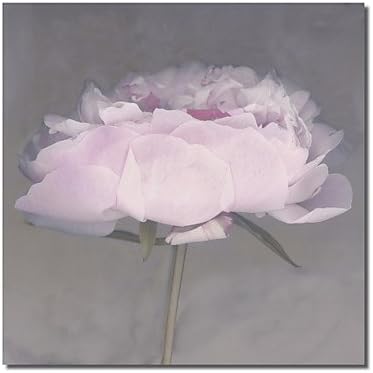 Printed Canvas Art Floral Pink Flower by Erin Clark with Stretched Frame , 16" x 16"