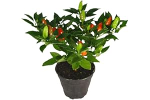 DECOALIVE Planta Natural de Chile Capsicum el Secreto de una Cocina Llena de Sabor