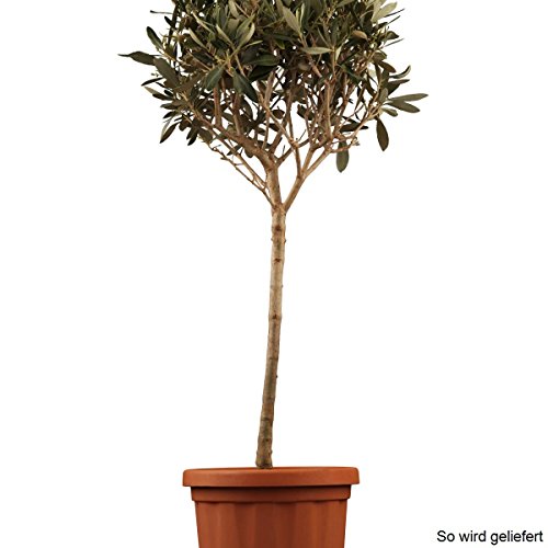 Olivenstrauch, 1 Stck - 4