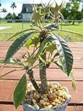 Envio internacional Farmerly Dorstenia crispa @ Rare Cactus Suculentas semillas 10 semillas