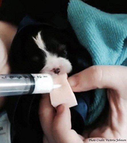 Nursing-Sponge-Kit-8-Wedges-oring-Feeding-Syringes-Puppy-Kitten-Lifesaver
