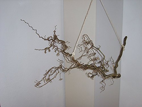 Echter Korkenzieherhasel 70-90cm, buschig verzweigt mit tollen Flechten und Grünspan. Super Deko oder als Geschenk Korkenzieherzweig Dekozweig - 2