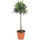 Verdecora Olive Tree Natural Cup Pot &Oslash;22cm Height 100cm Approx. | Olea Europaea, Natural Outdoor Plant, For Gardens, Terraces