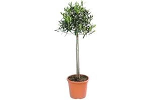 Verdecora Árbol Olivo copa natural en maceta de Ø22cm (altura 100cm aprox.) | Olea Europaea | Planta natural de exterior para jardines, terrazas, huertos urbanos