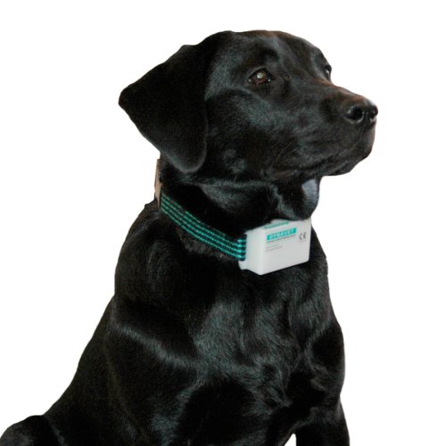Aboistop-Anti-Bark-Training-Collar-Kit