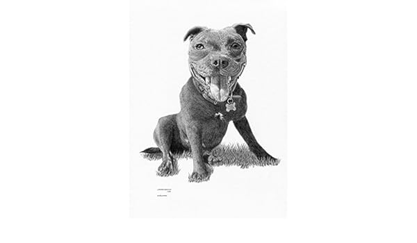 Staffy Staffordshire Bull Terrier Limited Edition Art Drawing Print Signed By Uk Artist Amazon Co Uk Kitchen Home