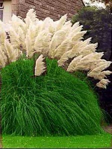 Pamapasgras silberweiß 50 Samen (Cortaderia selloana)