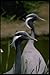 Produktbild 008056 Black And White Crane With Eartufts A4 Photo Poster Print 10x8
