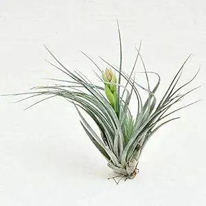 Mphmi Plants Air Plant, Tillandsia Cotton King - Plant Tillandsia ionantha var. ionantha - Plant Tillandsia Garden Live Plant Nursery Indoor Outdoor Living Plants?