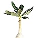 Produktbild 4 & 039; & 039; + Tongefäß: Adenium Socotranum Socotran Desert Rose (4 Zoll) by Farmerly