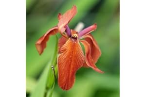 ZAC Wagner Sumpfschwertlilie rot (Iris fulva) - Teichpflanzen Teichpflanze
