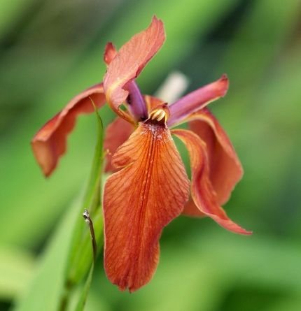 Sumpfschwertlilie rot (Iris fulva) - Teichpflanzen Teichpflanze