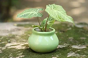Lyallpur Stores Ceramic Planter Pot Shape - Small (Green Color, 7.5 cm) Plant Not Included
