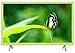 Produktbild TCL H32E4445 81 cm (32 Zoll) Fernseher (HD Ready, Triple Tuner)