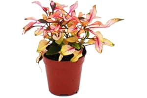 Exotenherz Mini-Pflanze Alternanthera dentata Josefsmantel Papageienblatt Ideal für kleine Schalen und Gläser Baby-Plant im 5,5cm Topf