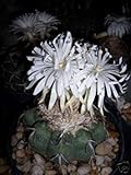 Discocactus eptacanthus fragance exÃ³tico cactus cactus perfume raro de semillas 50 semillas