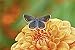 Produktbild Artland Poster oder Leinwand-Bild fertig aufgespannt auf Keilrahmen mit Motiv Bernhard Kaiser Das gibt nasse Beinchen Tiere Insekten Schmetterling Fotografie Orange C3YH