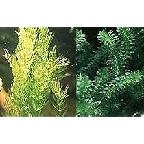 Laitue D'Eau Mühlan - Plante Flottante Pour Bassin - Anti-Algues - Pour Étang De Jardin