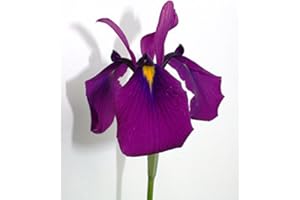 2er-Set - winterhart - Iris kaempferi ensata - Japanische Iris - Prachtiris - Sumpfschwertlilie, weiß, rosa, blau, violett - Wasserpflanzen Wolff