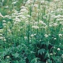 Pack Wild Flower Seeds From Suffolk Herbs 'Valerian'