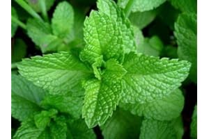 CARBETH PLANTS Large Mint Herb Plant in 14cm Pot – Upright, Bushy, Fresh Mint for Cooking, Drinks & Garden Growing – Easy to Grow Perennial