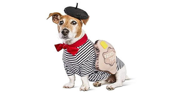 dog with beret