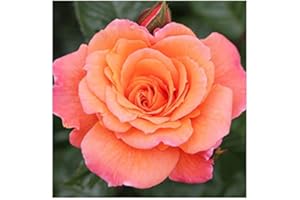 GARDENEXPERT Rosa Climbing 'Scent from Heaven' R.O.T.Y. 2017 Plant