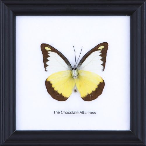 The Chocolate Albatross - cotton mounted butterfly taxidermy 12x12cm frame