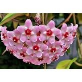 Mum &Ccedil;i&ccedil;eği Pembe Ev Salon Bitkisi Fidanı, 10-15 cm