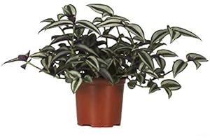 DECOALIVE Tradescantia Zebrina Planta de Interior en Maceta de 12cm Planta Natural