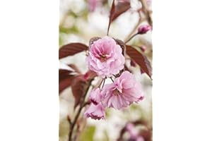 PLANTAPRO Japanische Nelkenkirsche Zierkirsche 'Royal Burgundy' im Topf gewachsen ca. 60-100cm